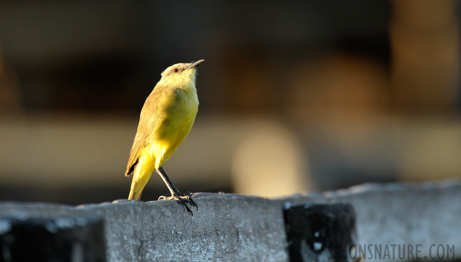 Machetornis rixosa [550 mm, 1/320 sec at f / 7.1, ISO 800]