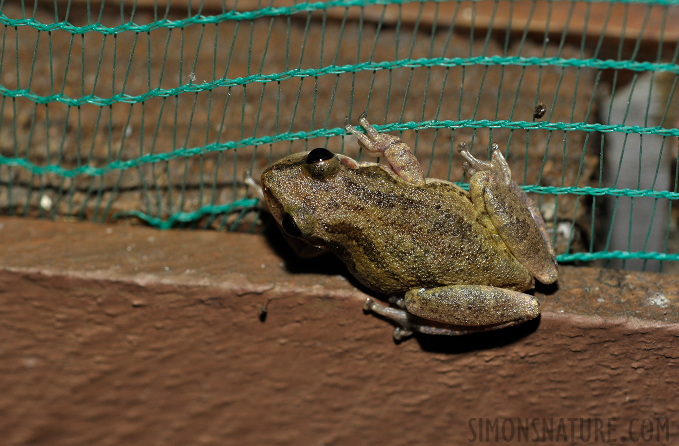 Scinax fuscomarginatus [105 mm, 1/60 Sek. bei f / 9.0, ISO 400]