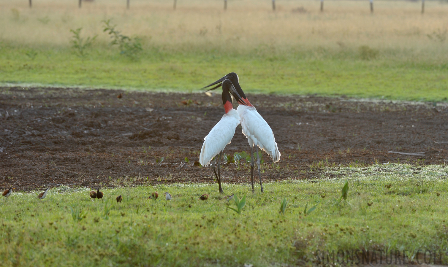 Jabiru mycteria [400 mm, 1/50 Sek. bei f / 7.1, ISO 1000]