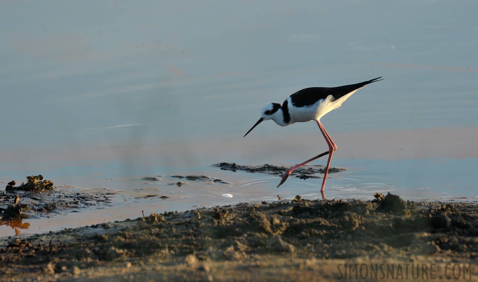 Himantopus melanurus [550 mm, 1/640 sec at f / 7.1, ISO 1000]