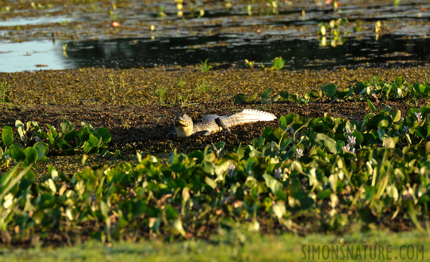 Caiman yacare [550 mm, 1/400 Sek. bei f / 7.1, ISO 1000]