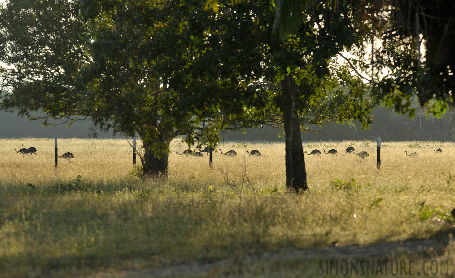 Rhea americana americana [280 mm, 1/1000 Sek. bei f / 7.1, ISO 1000]