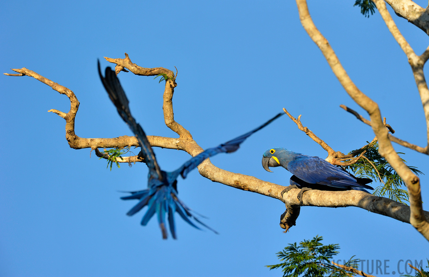 Anodorhynchus hyacinthinus [550 mm, 1/800 sec at f / 7.1, ISO 800]