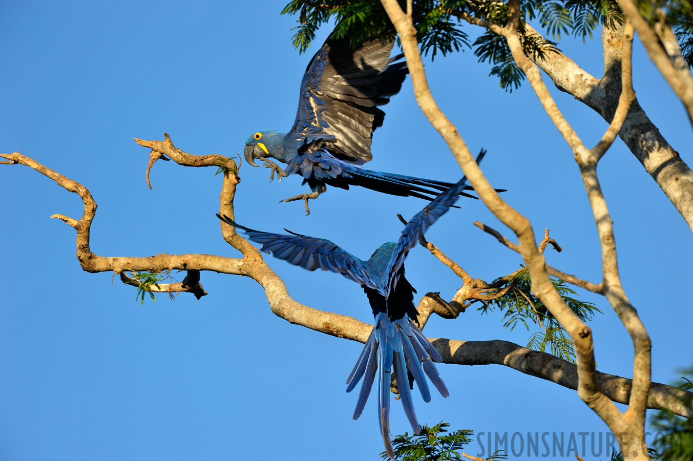 Anodorhynchus hyacinthinus [550 mm, 1/800 sec at f / 7.1, ISO 800]