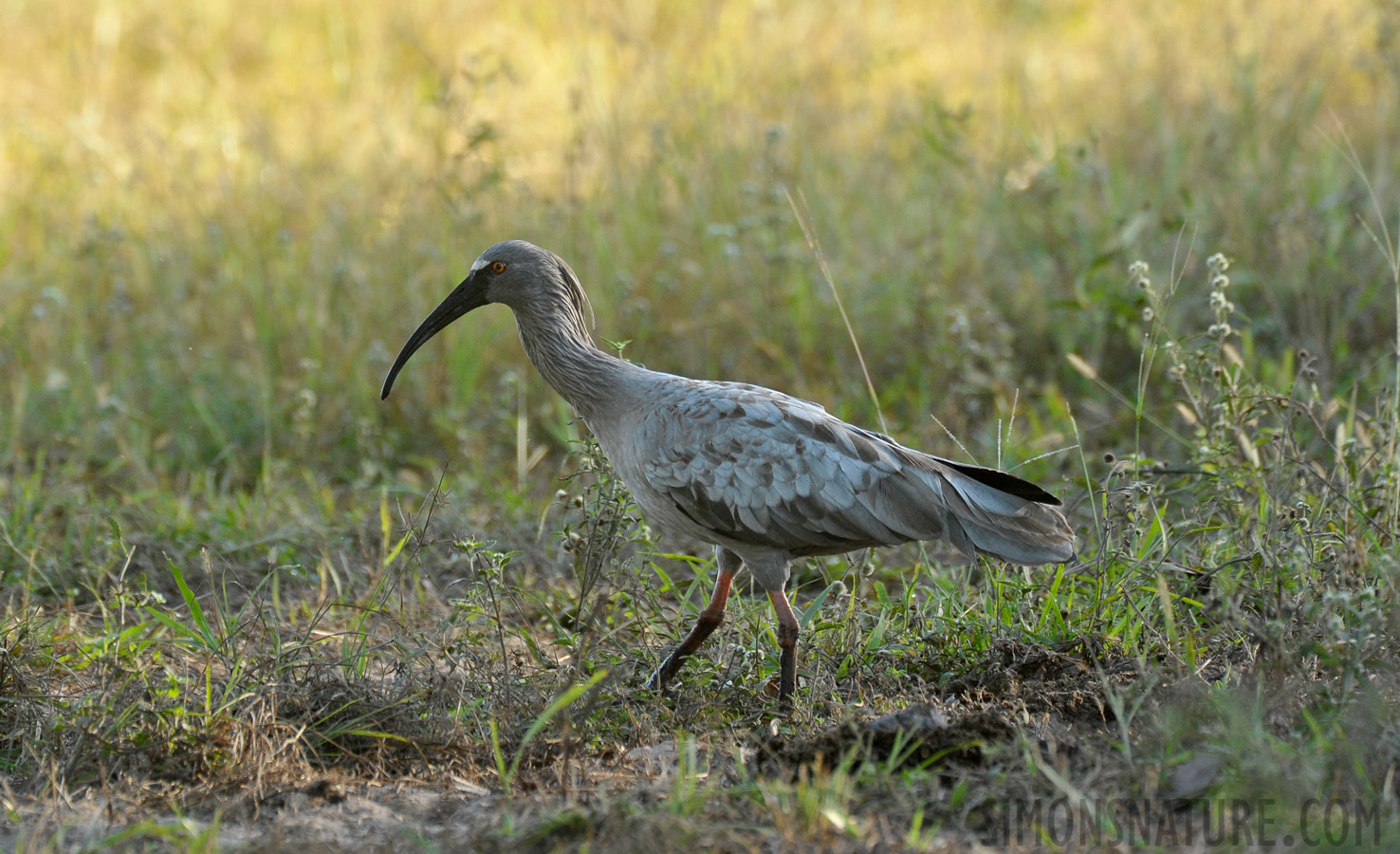 Theristicus caerulescens [550 mm, 1/500 Sek. bei f / 7.1, ISO 1600]