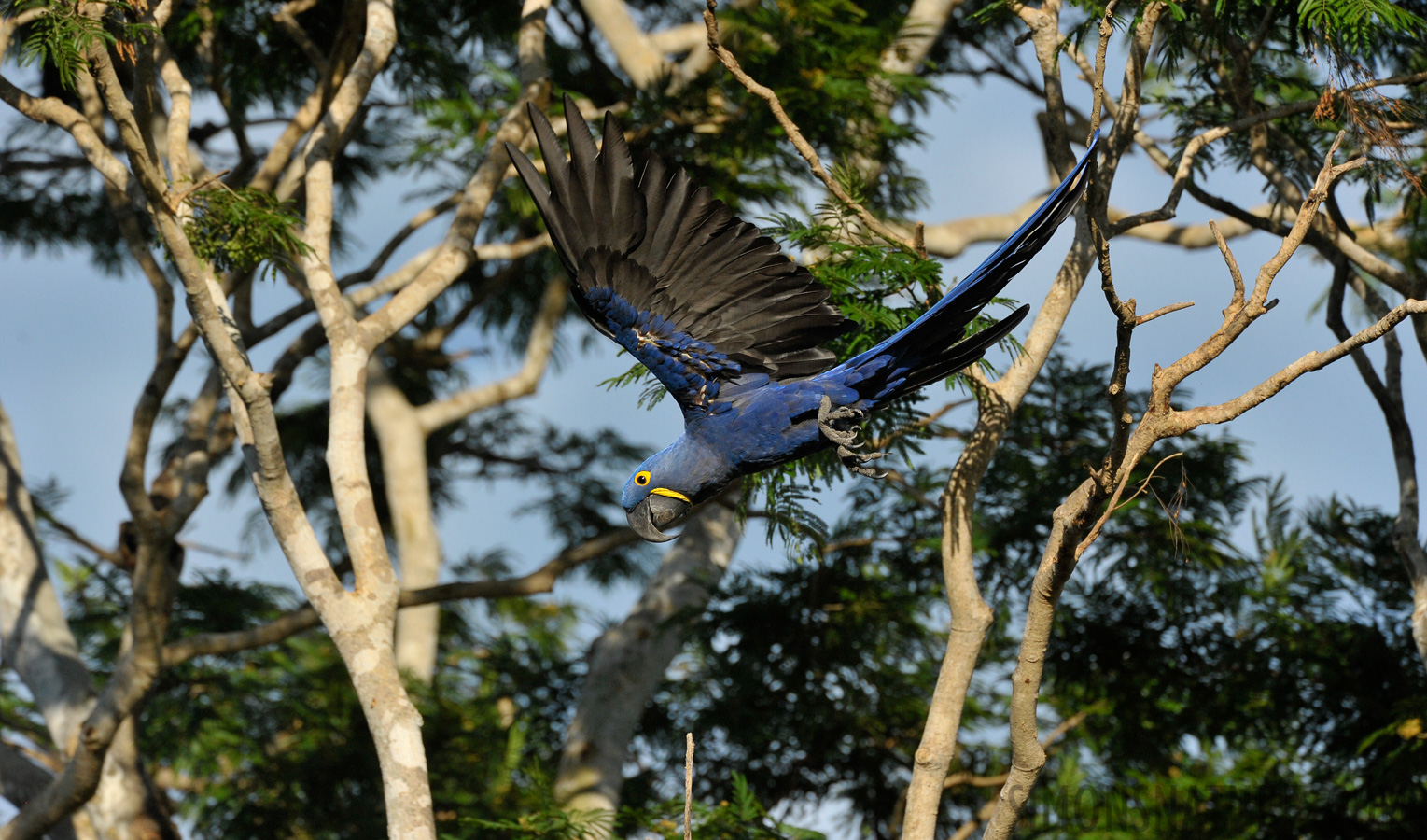 Anodorhynchus hyacinthinus [500 mm, 1/3200 sec at f / 8.0, ISO 1600]