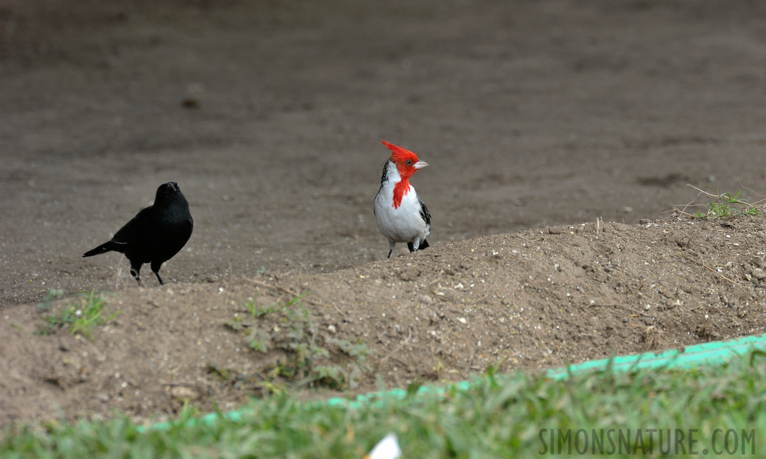 Paroaria coronata [550 mm, 1/200 sec at f / 9.0, ISO 800]