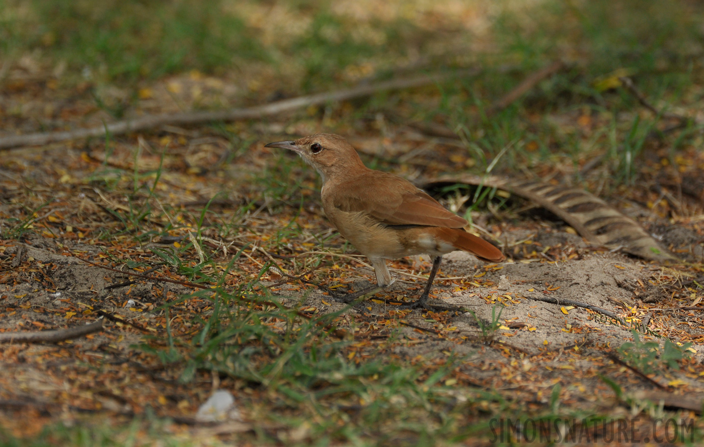 Furnarius rufus [550 mm, 1/1250 sec at f / 7.1, ISO 800]