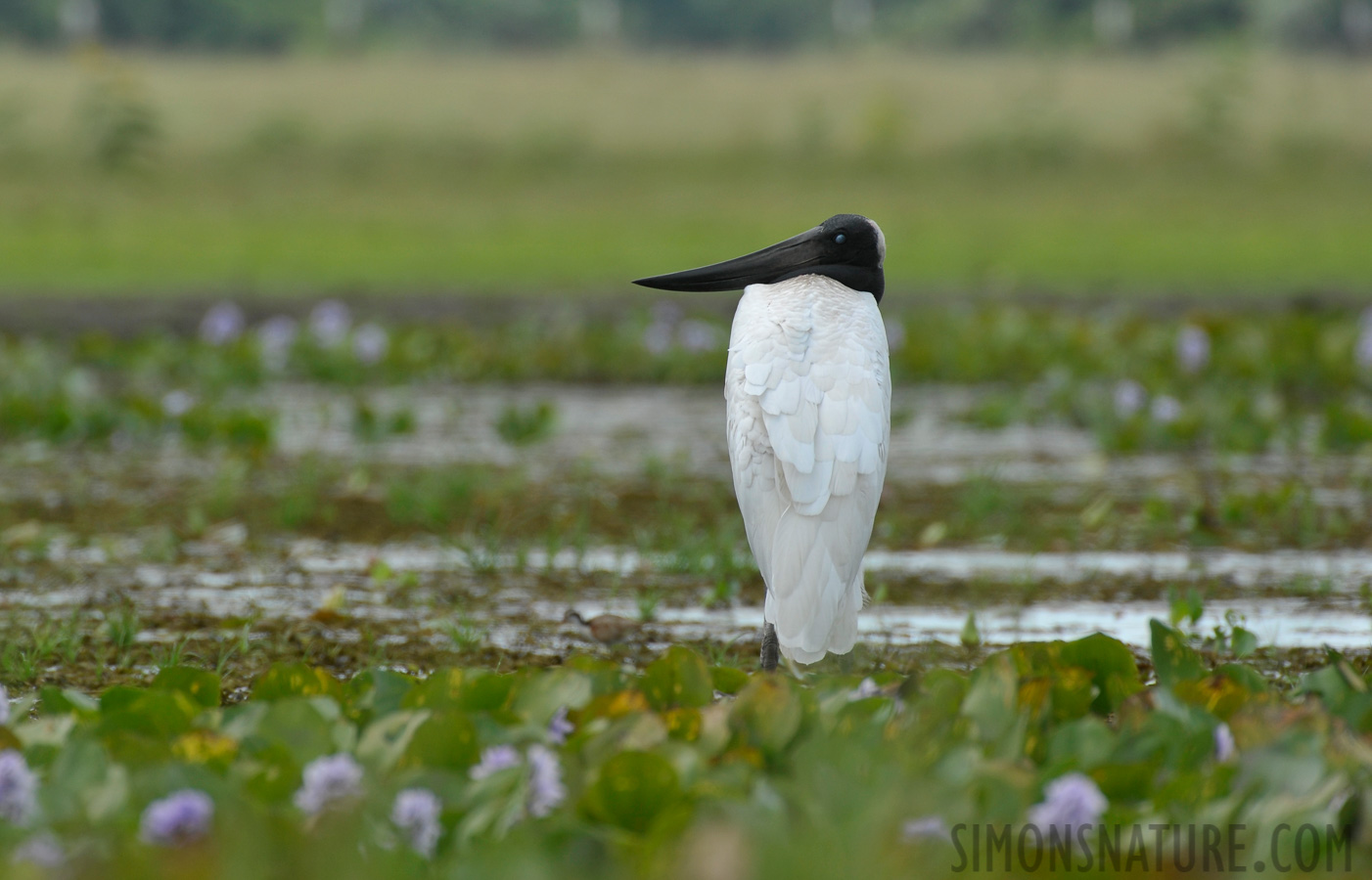 Jabiru mycteria [550 mm, 1/640 sec at f / 7.1, ISO 400]