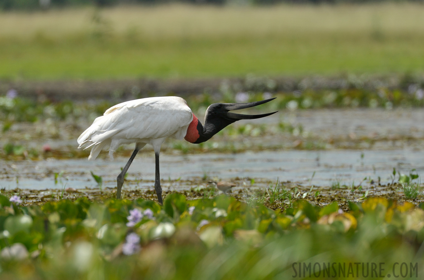 Jabiru mycteria [550 mm, 1/1000 sec at f / 7.1, ISO 400]