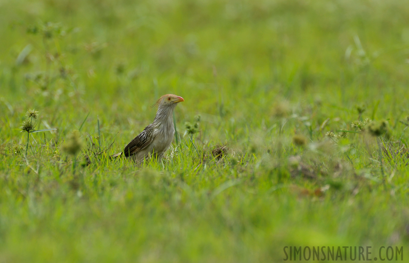 Guira guira [550 mm, 1/500 Sek. bei f / 7.1, ISO 400]