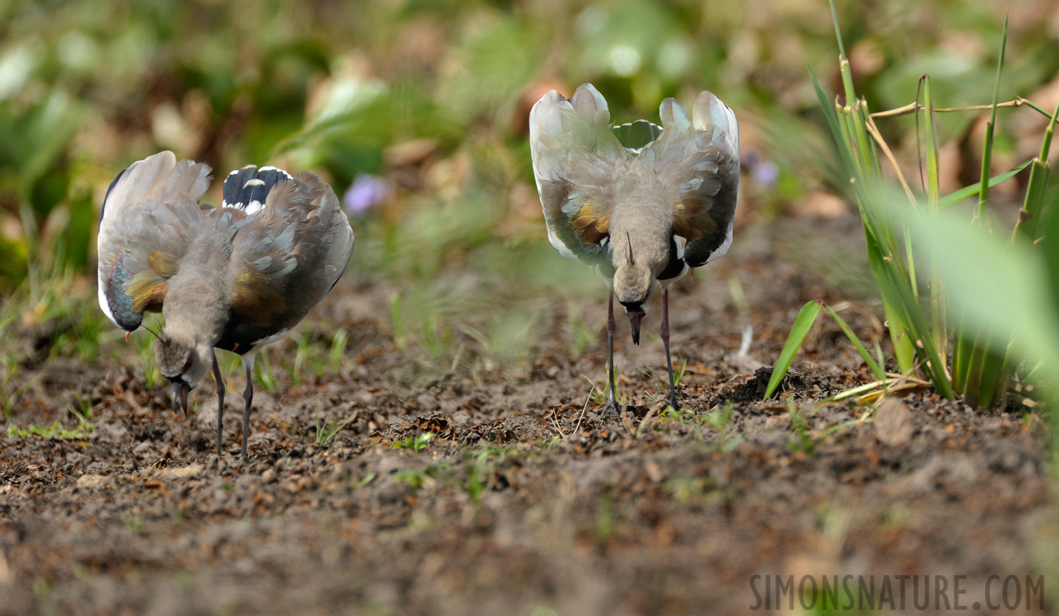 Vanellus chilensis [550 mm, 1/640 sec at f / 7.1, ISO 400]