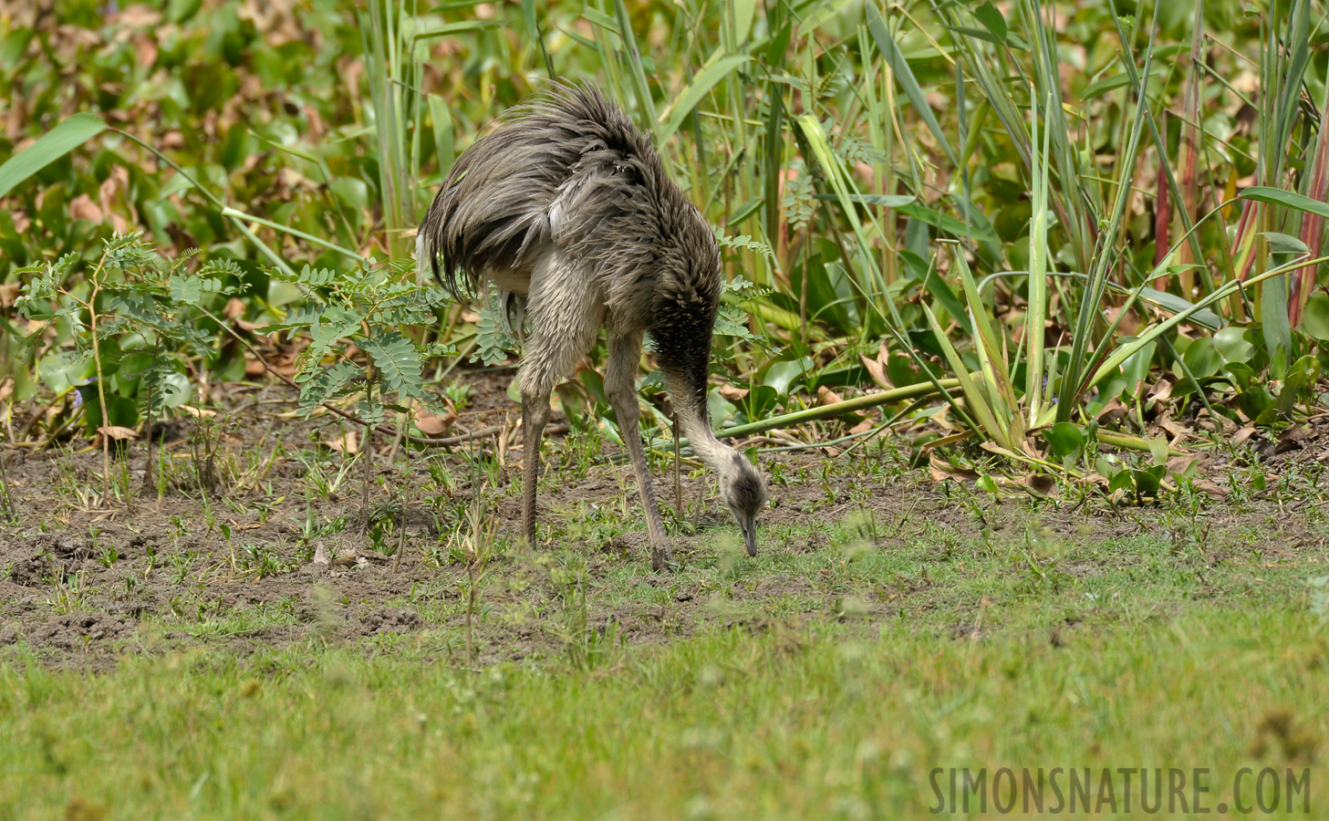 Rhea americana americana [550 mm, 1/320 sec at f / 7.1, ISO 200]