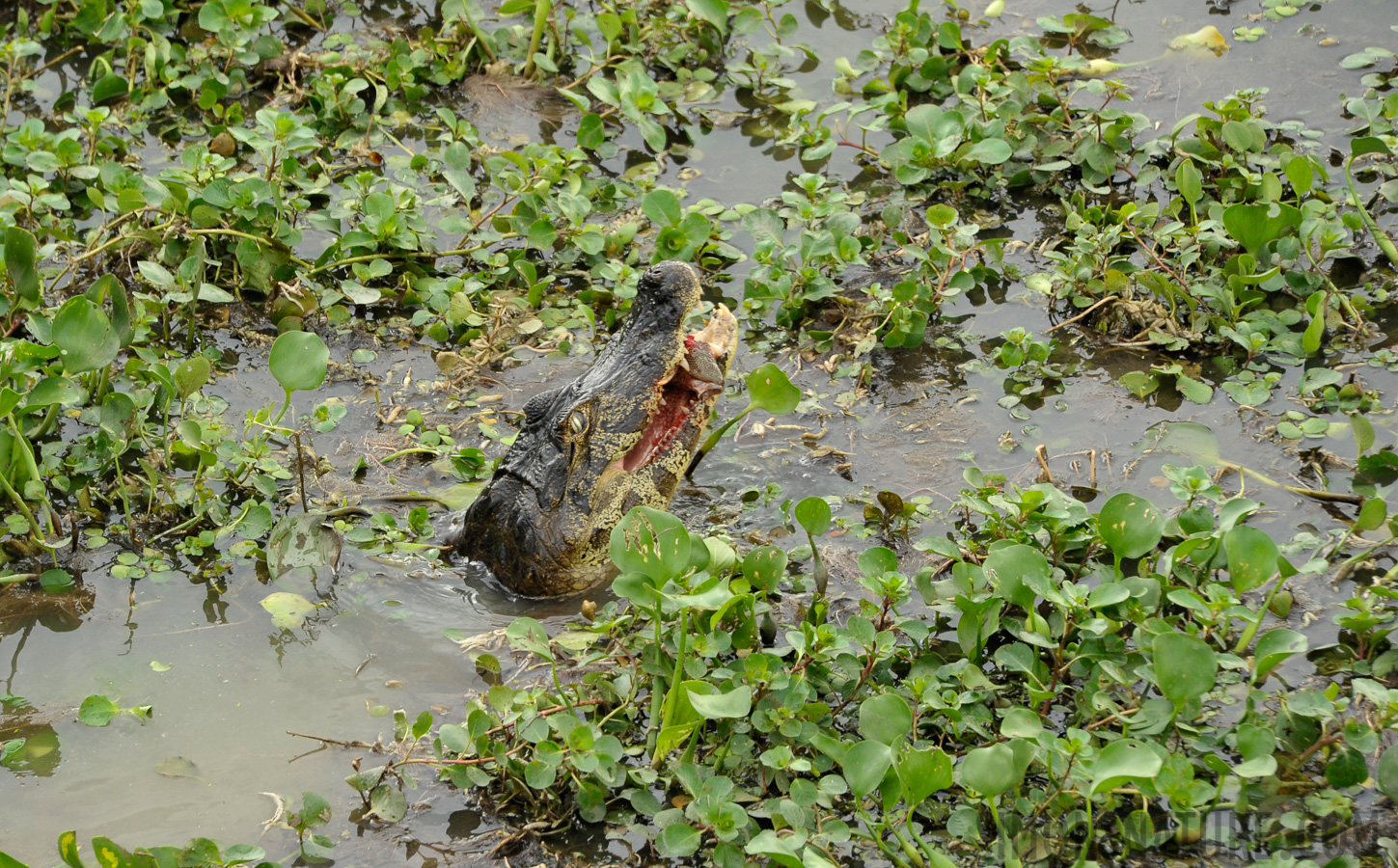 Caiman yacare [300 mm, 1/250 Sek. bei f / 8.0, ISO 1600]