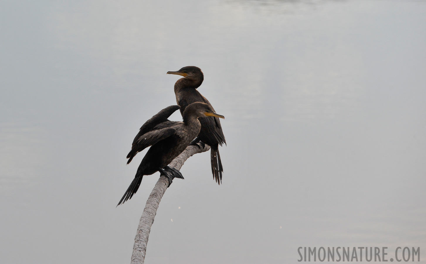 Phalacrocorax brasilianus brasilianus [250 mm, 1/640 Sek. bei f / 8.0, ISO 800]