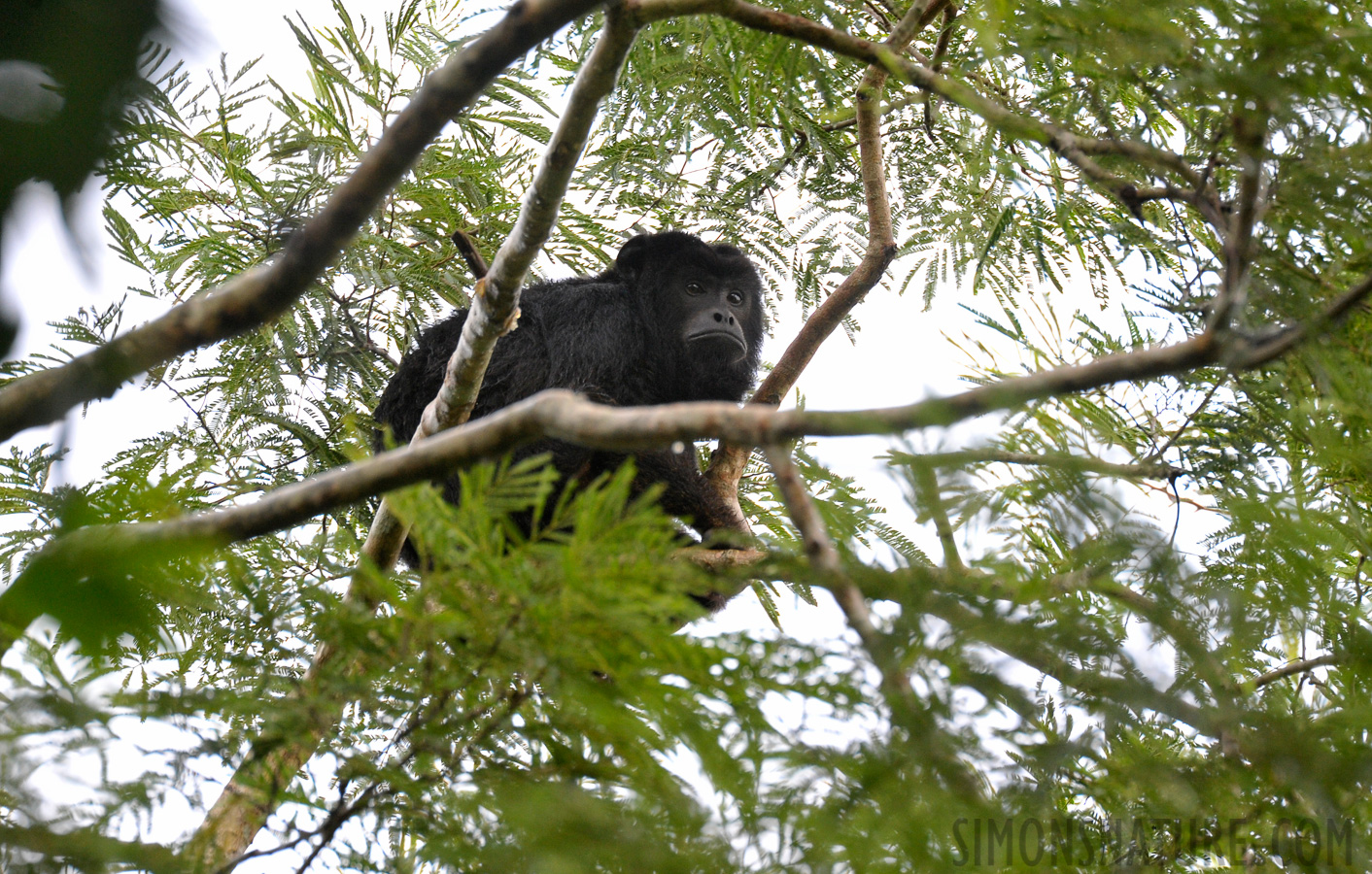 Alouatta caraya [550 mm, 1/100 sec at f / 8.0, ISO 1600]