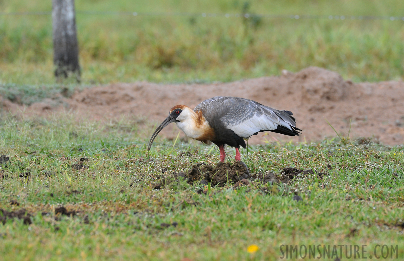 Theristicus caudatus [550 mm, 1/640 Sek. bei f / 8.0, ISO 1600]