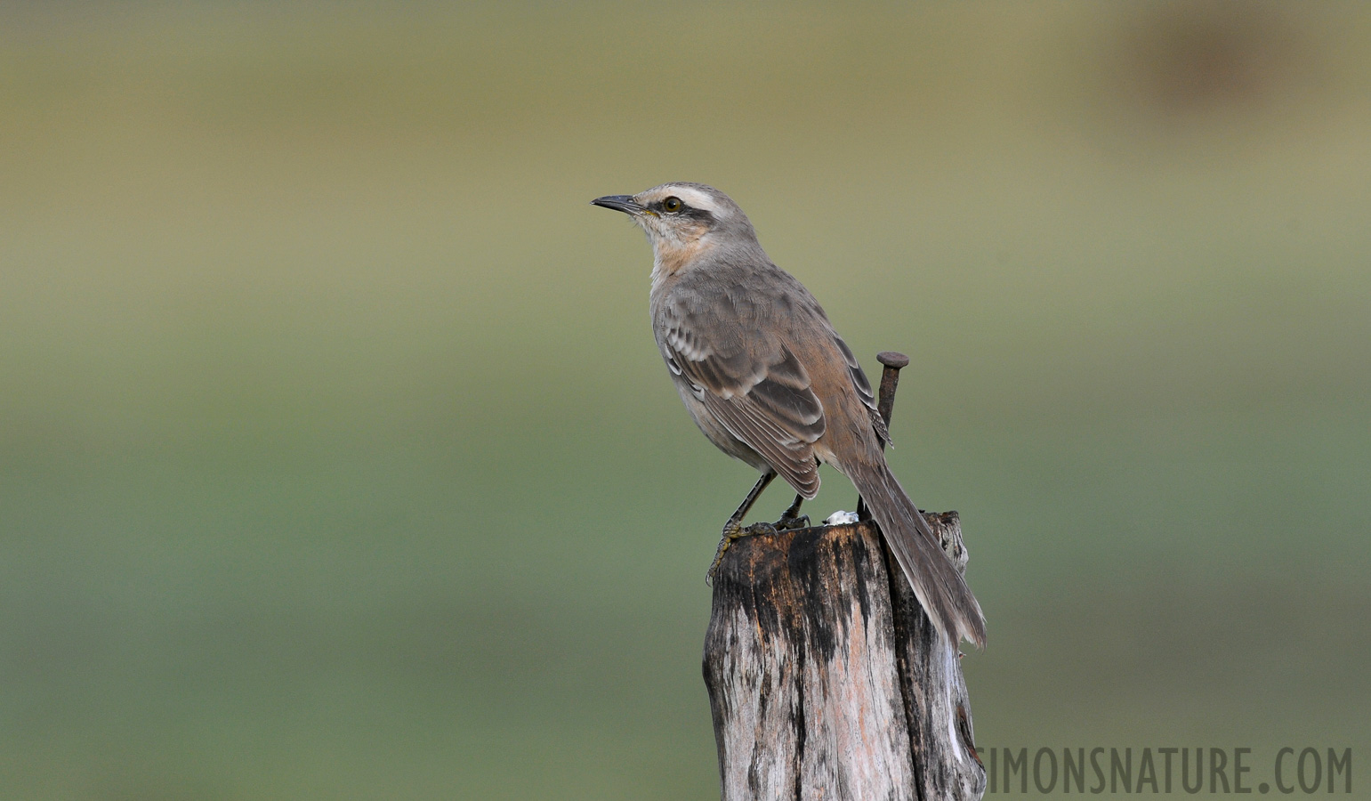 Mimus saturninus [550 mm, 1/800 sec at f / 8.0, ISO 1600]