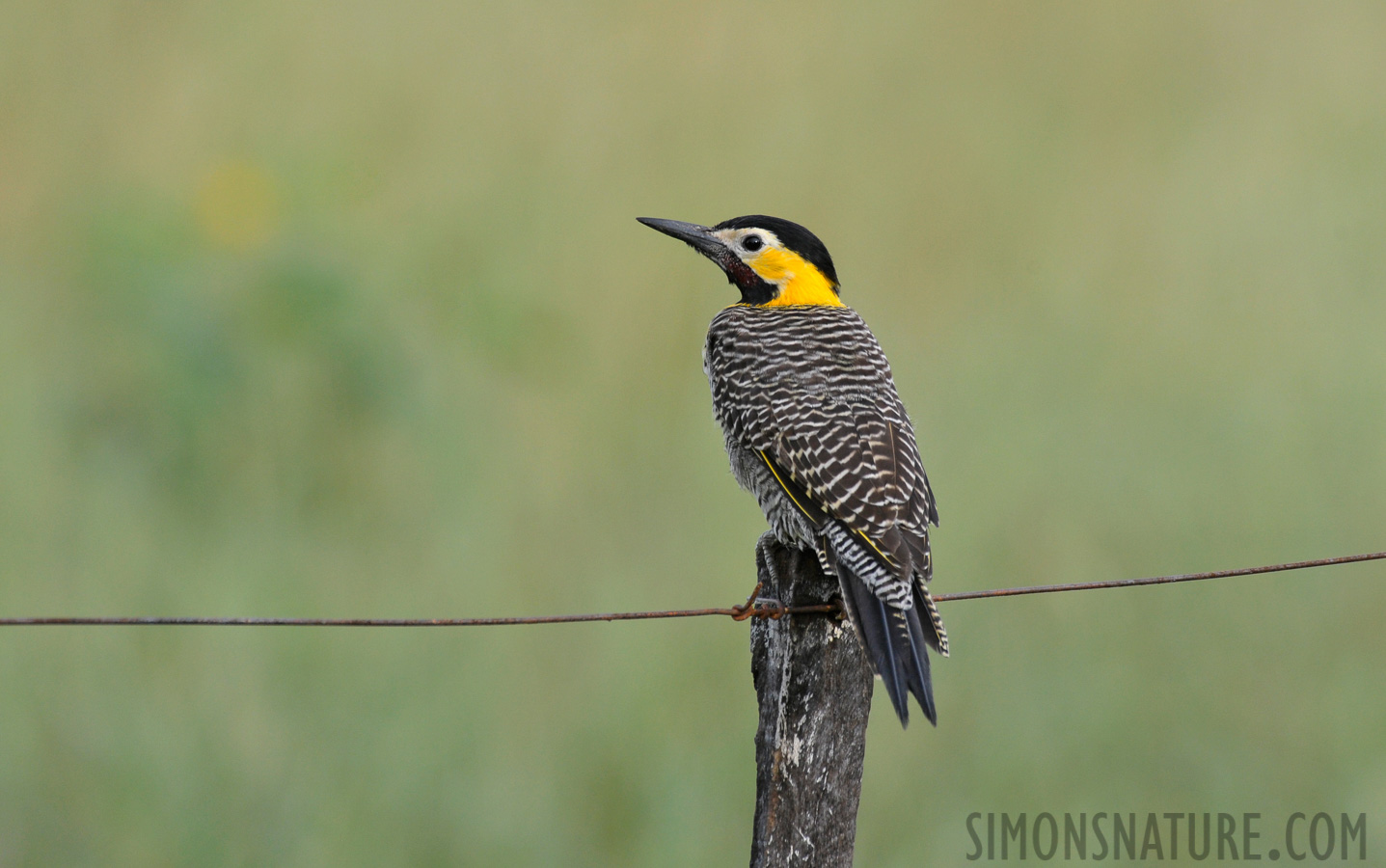 Colaptes campestris [550 mm, 1/640 Sek. bei f / 8.0, ISO 1600]