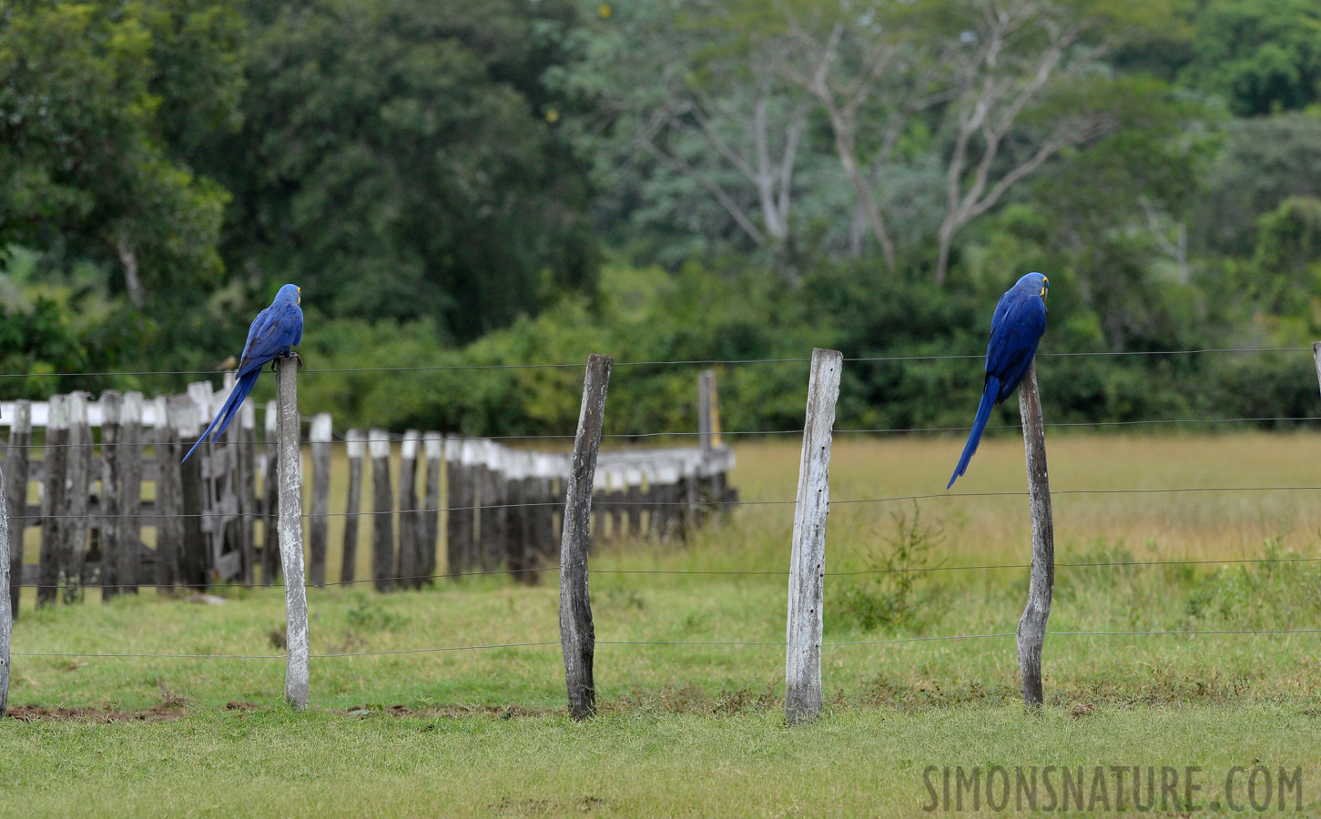 Anodorhynchus hyacinthinus [340 mm, 1/1000 sec at f / 8.0, ISO 1600]