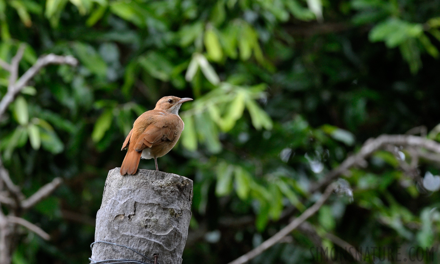 Furnarius rufus [280 mm, 1/250 sec at f / 8.0, ISO 1250]