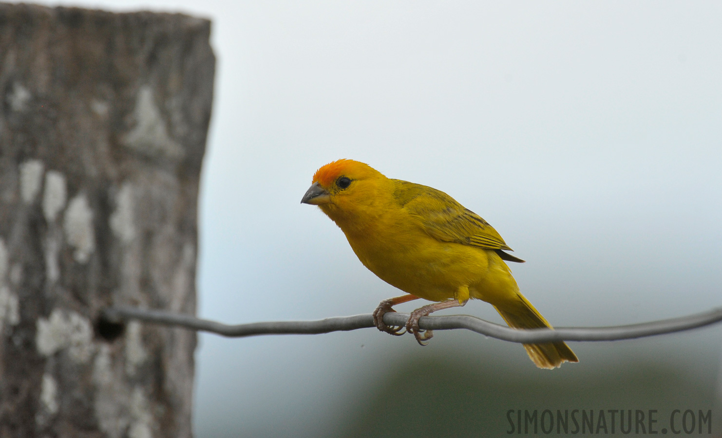 Sicalis flaveola [550 mm, 1/2000 sec at f / 8.0, ISO 1250]