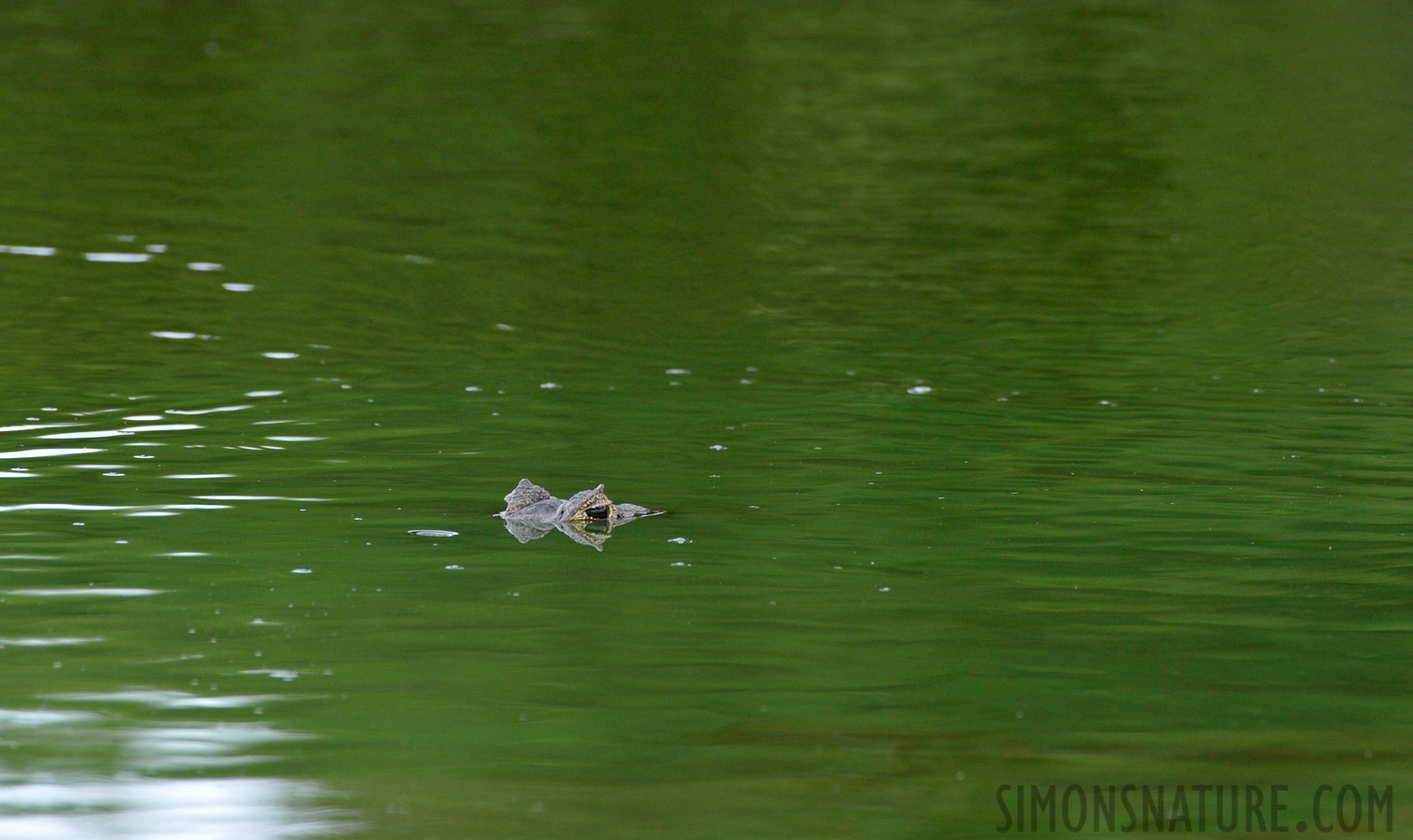 Caiman yacare [550 mm, 1/640 Sek. bei f / 8.0, ISO 1250]