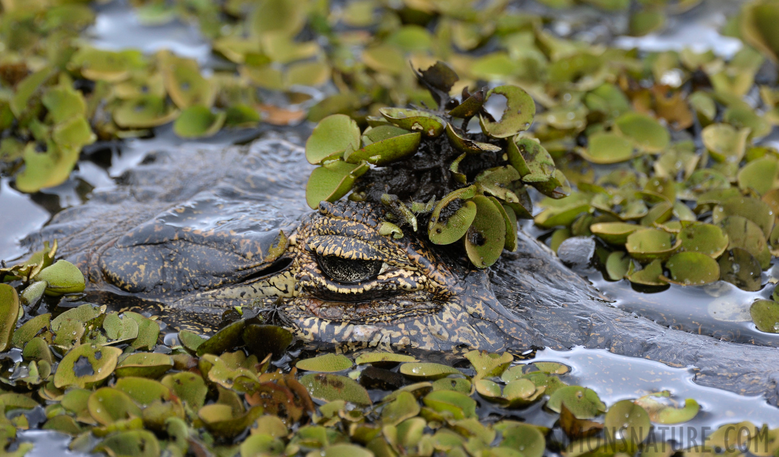 Caiman yacare [550 mm, 1/500 Sek. bei f / 8.0, ISO 1250]