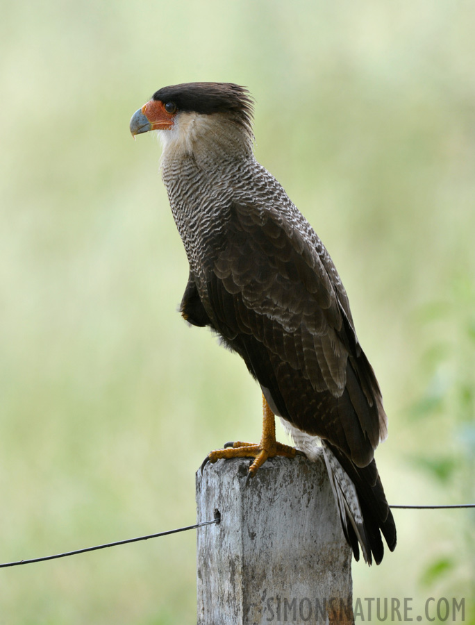 Caracara plancus [550 mm, 1/400 Sek. bei f / 8.0, ISO 1250]