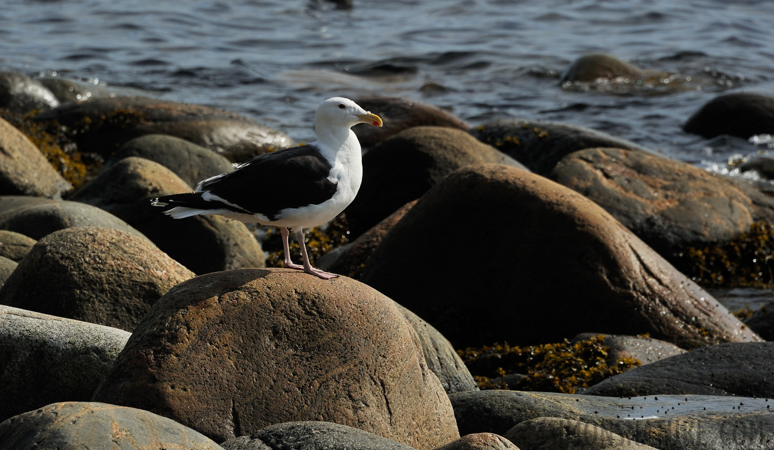 Larus marinus [300 mm, 1/1600 sec at f / 9.0, ISO 400]