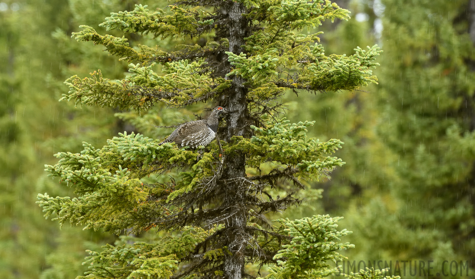 Falcipennis canadensis canadensis [400 mm, 1/125 Sek. bei f / 8.0, ISO 800]