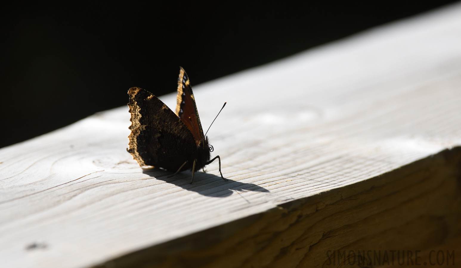 Nymphalis antiopa lintnerii [400 mm, 1/4000 Sek. bei f / 7.1, ISO 1000]