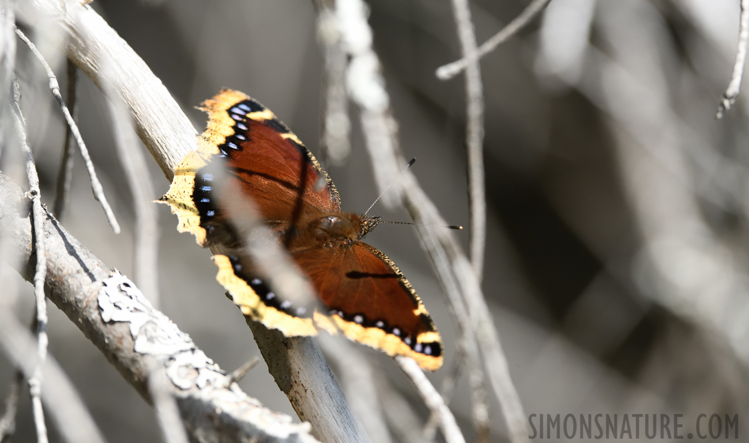 Nymphalis antiopa lintnerii [400 mm, 1/1600 sec at f / 9.0, ISO 1600]