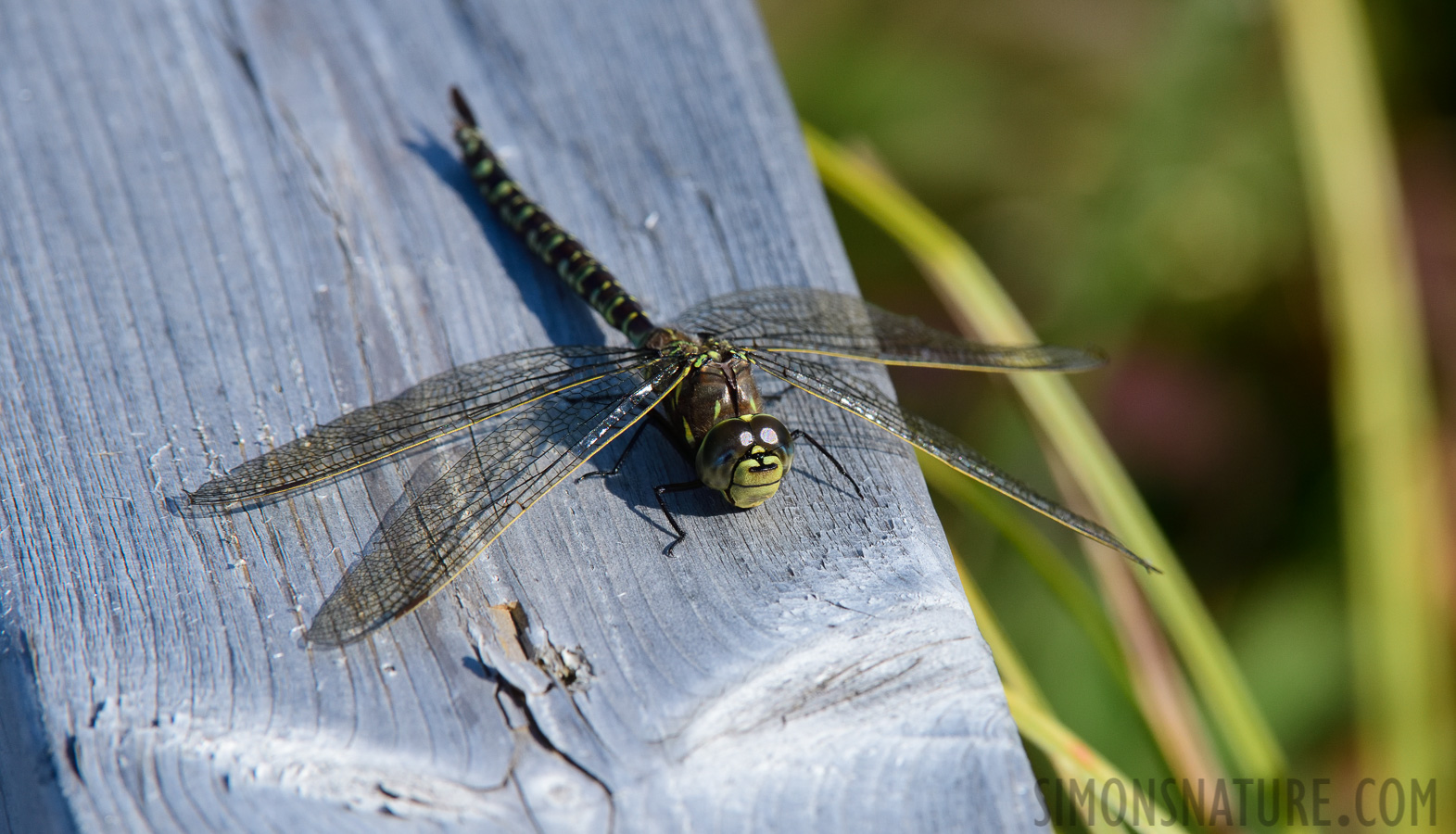 Aeshna interrupta [400 mm, 1/1600 sec at f / 11, ISO 1000]