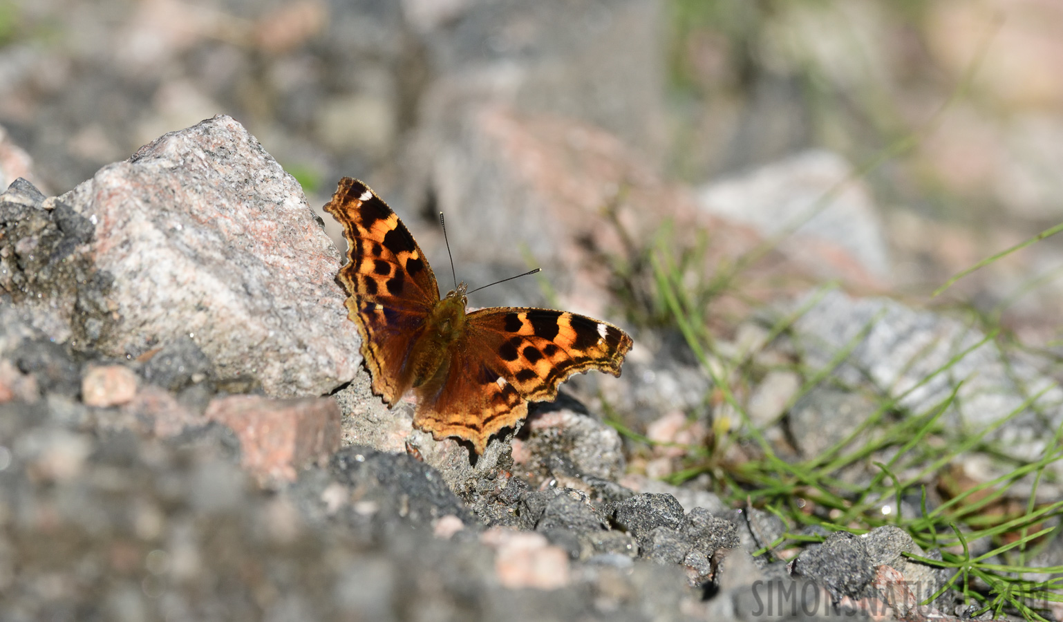 Nymphalis vaualbum [400 mm, 1/1250 sec at f / 11, ISO 1000]