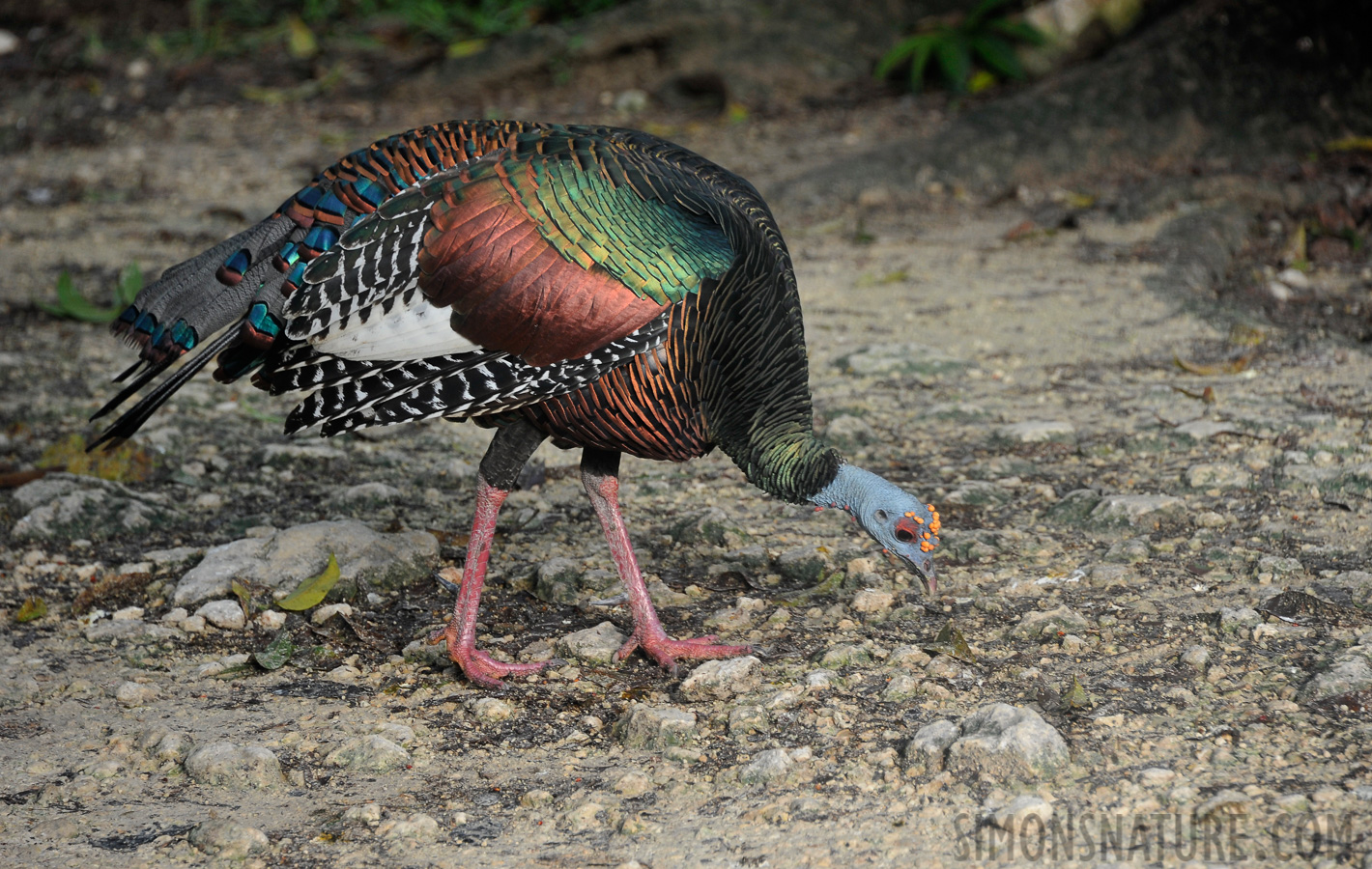 Meleagris ocellata [300 mm, 1/320 sec at f / 7.1, ISO 800]