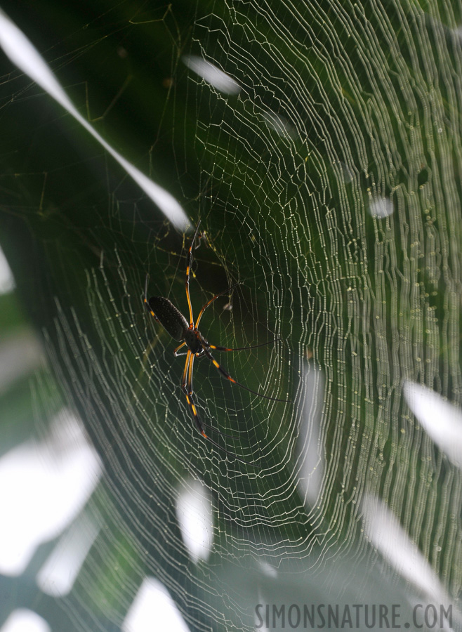 Trichonephila clavipes [300 mm, 1/250 sec at f / 9.0, ISO 800]