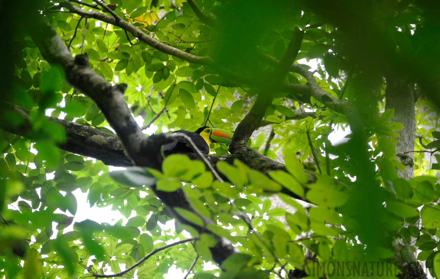 Ramphastos sulfuratus [300 mm, 1/125 sec at f / 6.3, ISO 2000]