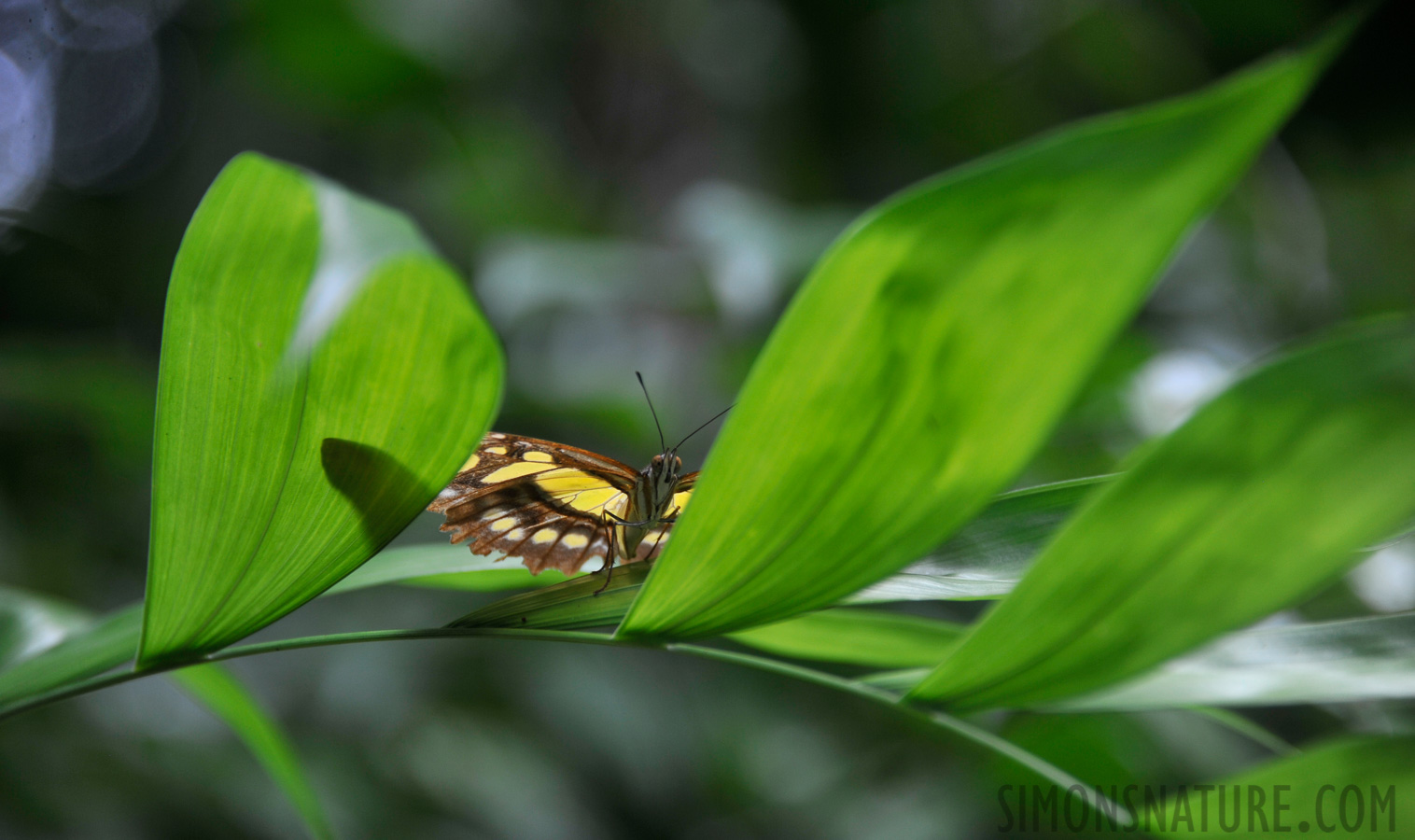 Chlosyne theona [300 mm, 1/160 sec at f / 5.6, ISO 400]