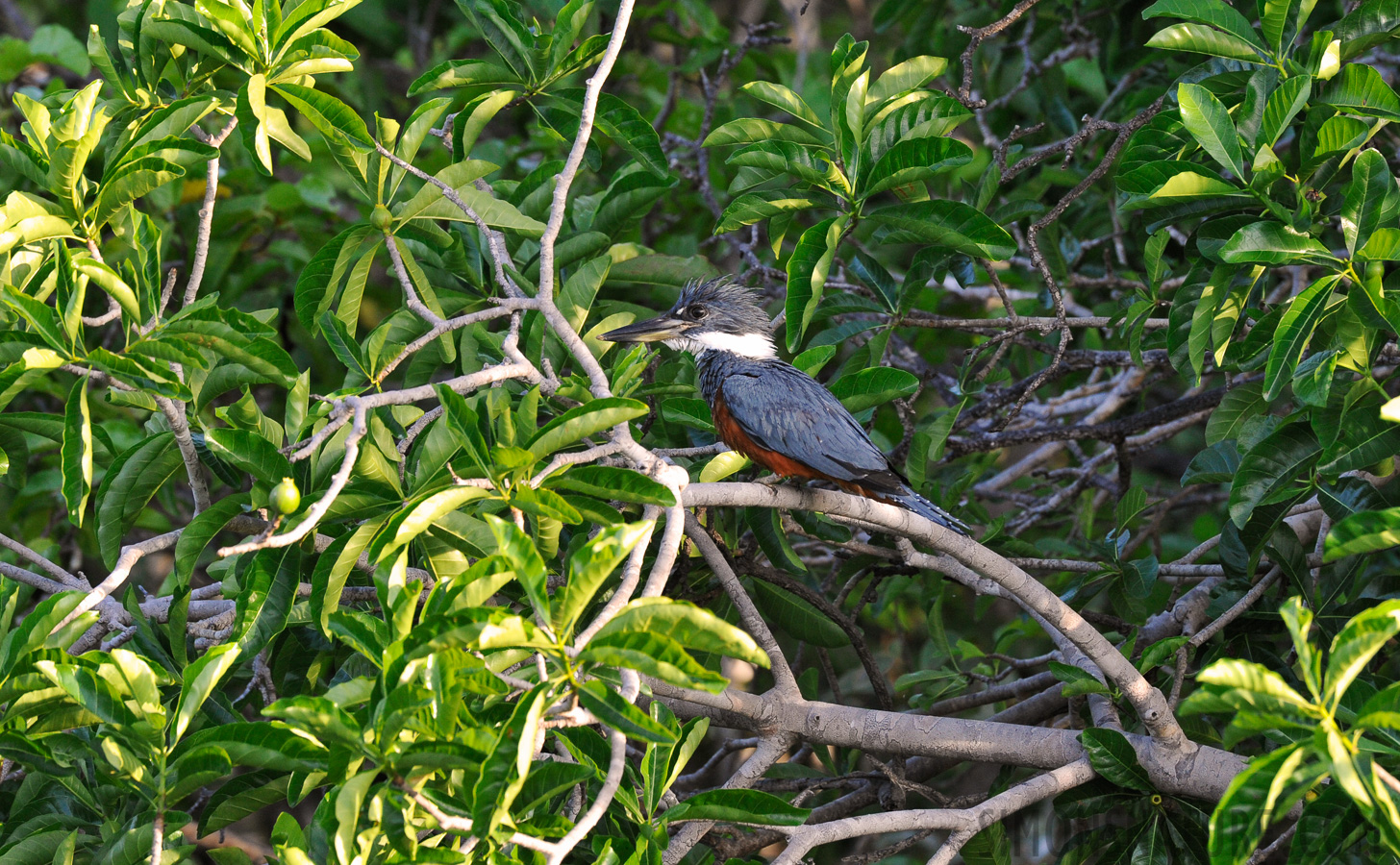 Megaceryle torquata [400 mm, 1/320 sec at f / 8.0, ISO 1600]