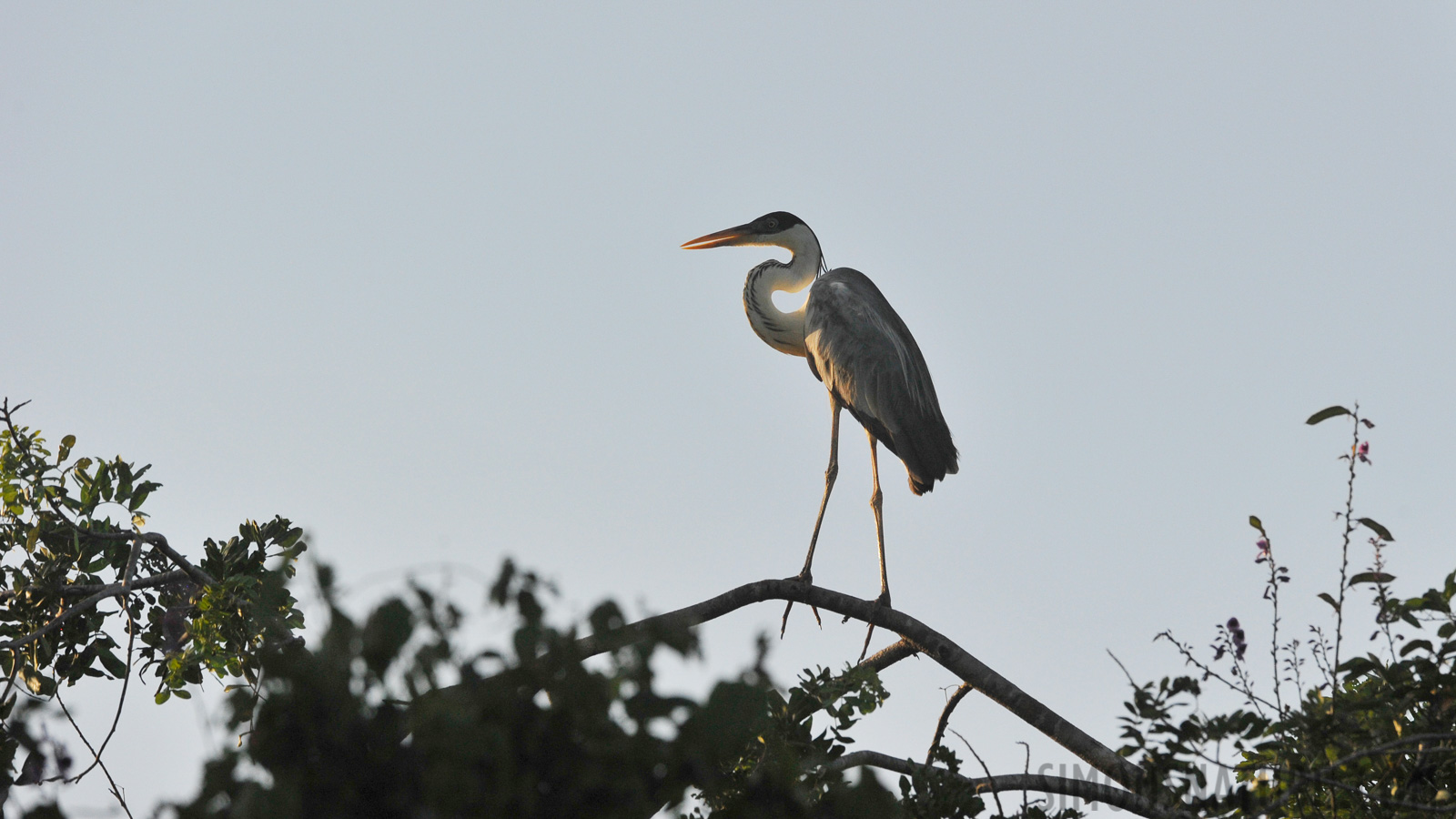 Ardea cocoi [400 mm, 1/2500 Sek. bei f / 8.0, ISO 1600]