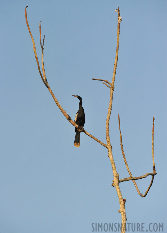 Anhinga anhinga [400 mm, 1/2000 Sek. bei f / 8.0, ISO 1600]