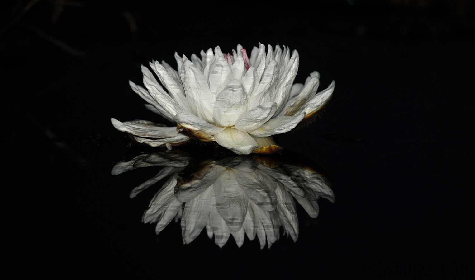 Victoria amazonica [310 mm, 1/60 Sek. bei f / 5.6, ISO 1600]