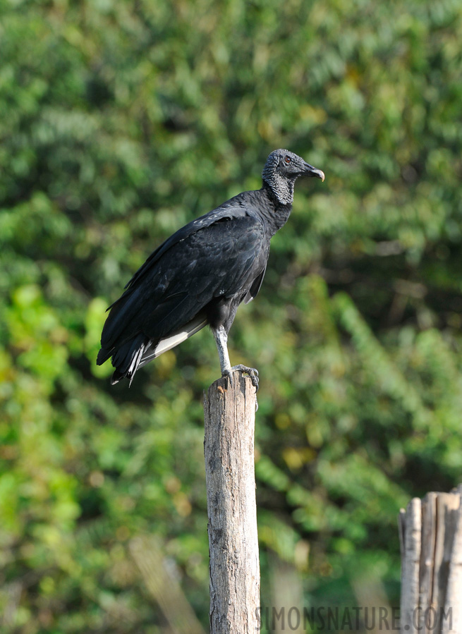 Coragyps atratus brasiliensis [400 mm, 1/400 sec at f / 9.0, ISO 800]