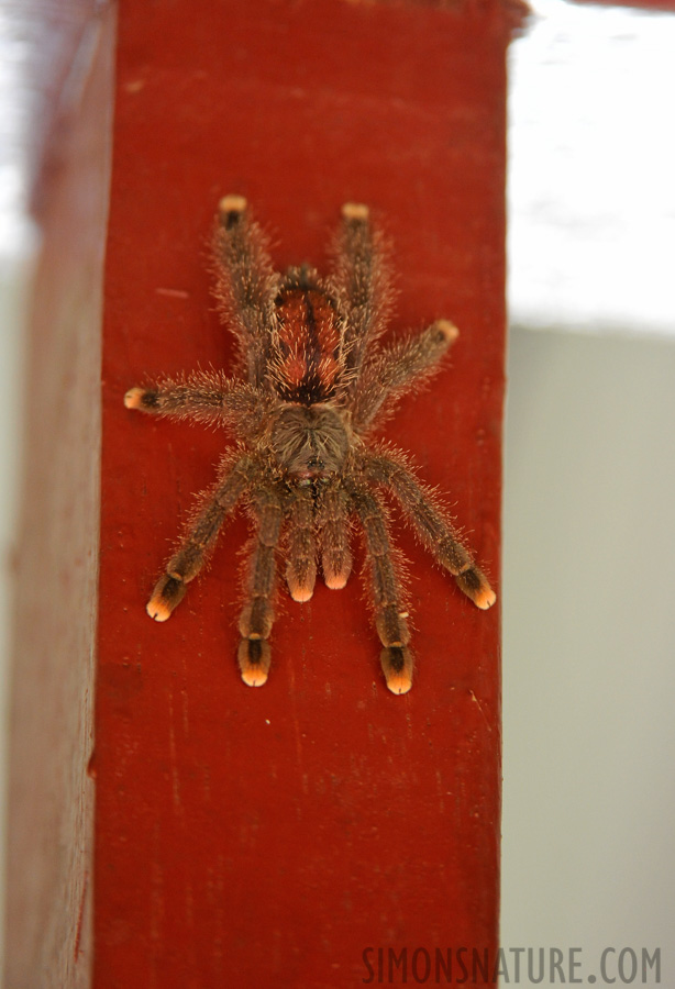 Avicularia minatrix [400 mm, 1/100 sec at f / 5.0, ISO 2500]