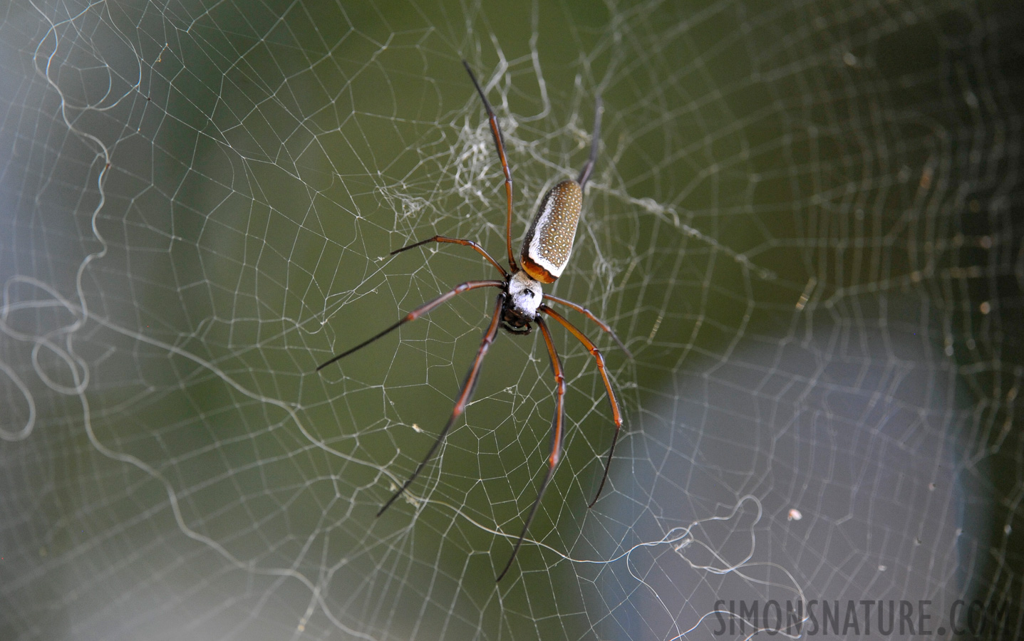 Nephila cornuta [340 mm, 1/250 Sek. bei f / 5.0, ISO 2500]