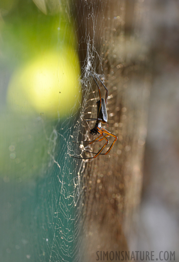 Nephila cornuta [400 mm, 1/100 Sek. bei f / 6.3, ISO 1000]