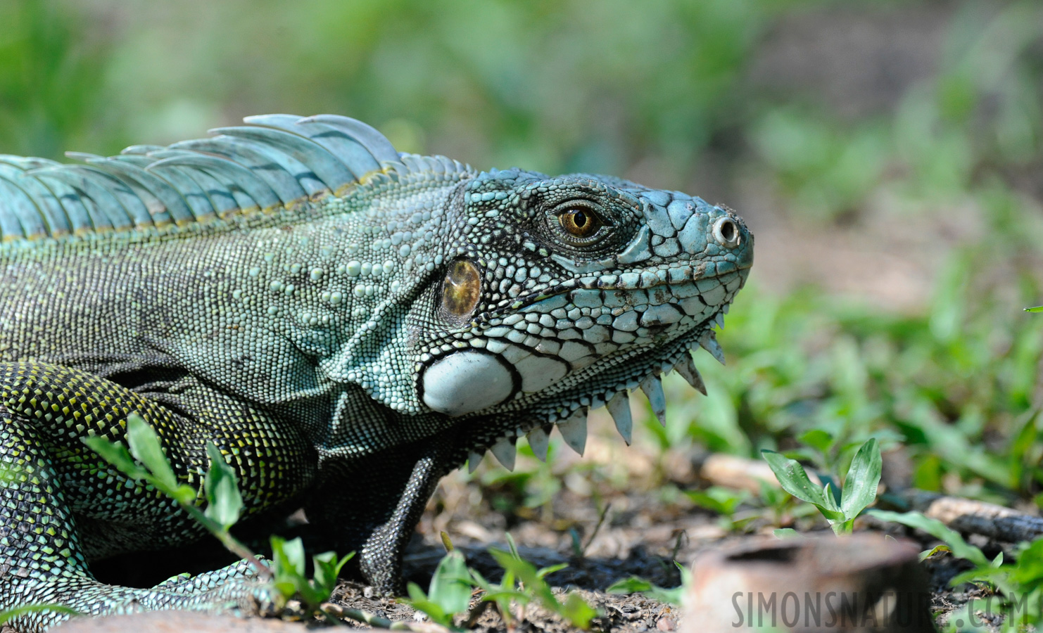 Iguana iguana iguana [400 mm, 1/800 Sek. bei f / 6.3, ISO 2000]