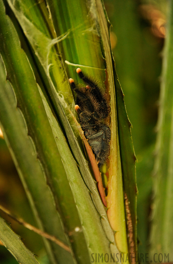 Avicularia avicularia [300 mm, 1/60 sec at f / 5.6, ISO 2000]