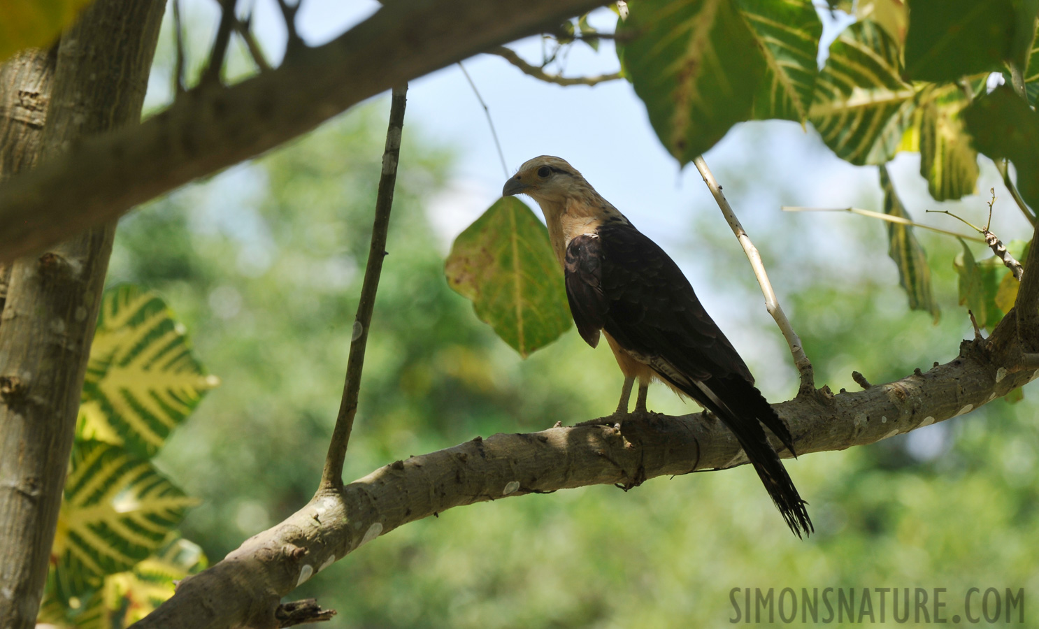 Milvago chimachima cordata [400 mm, 1/250 sec at f / 11, ISO 400]